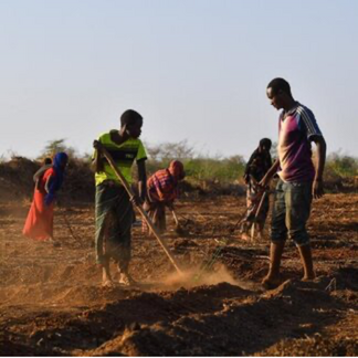 مردم در حال کار در زمین‌های کشاورزی