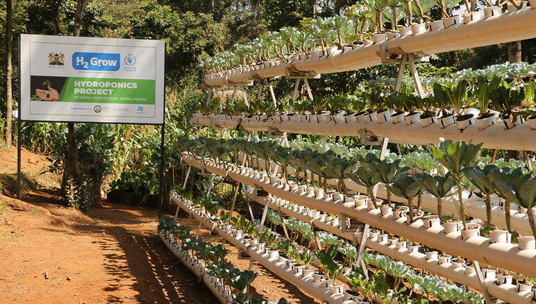 در کیبرا، کنیا، WFP  کشاورزی هیدروپونیک را در مدرسه ابتدایی المپیک با مشارکت گسترده دانش‌آموزان و جامعه محلی اجرا کرده است. برنامه جهانی غذا / مارتین کریمی